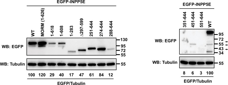 Figure 1—figure supplement 1.