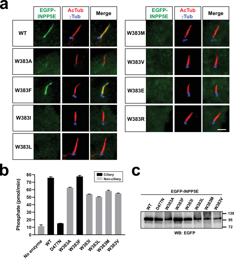 Figure 2—figure supplement 4.