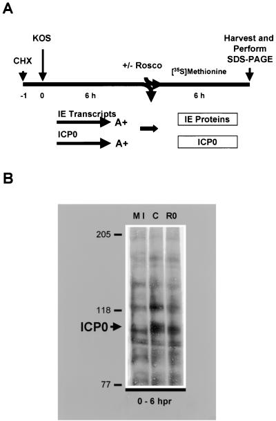 FIG. 5.