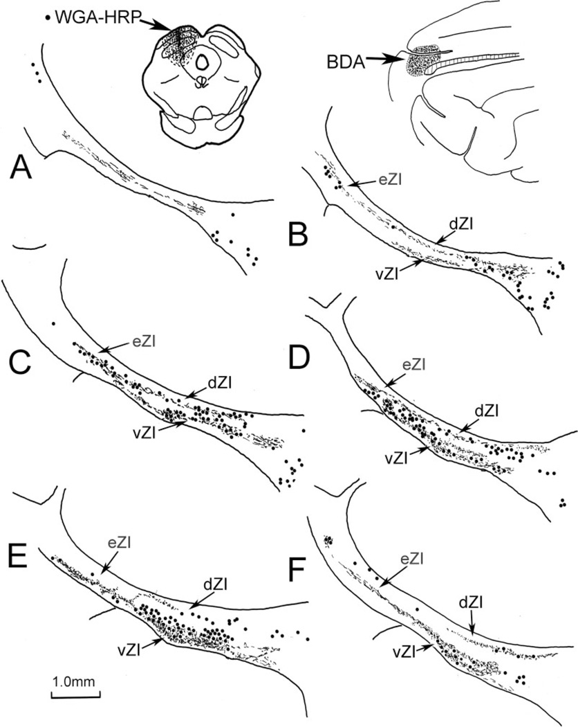 Fig. 8