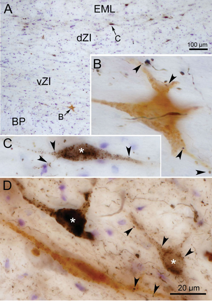 Fig. 10