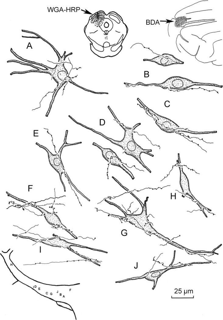 Fig. 9