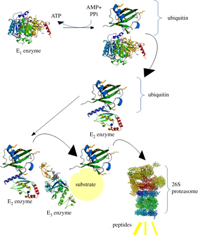 Figure 3. 