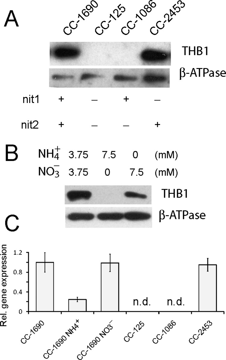 Figure 12