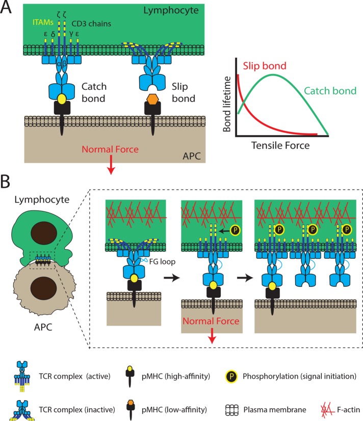 FIGURE 1: