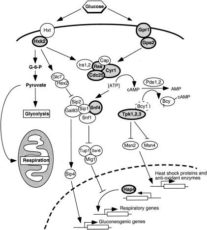 FIG. 7.