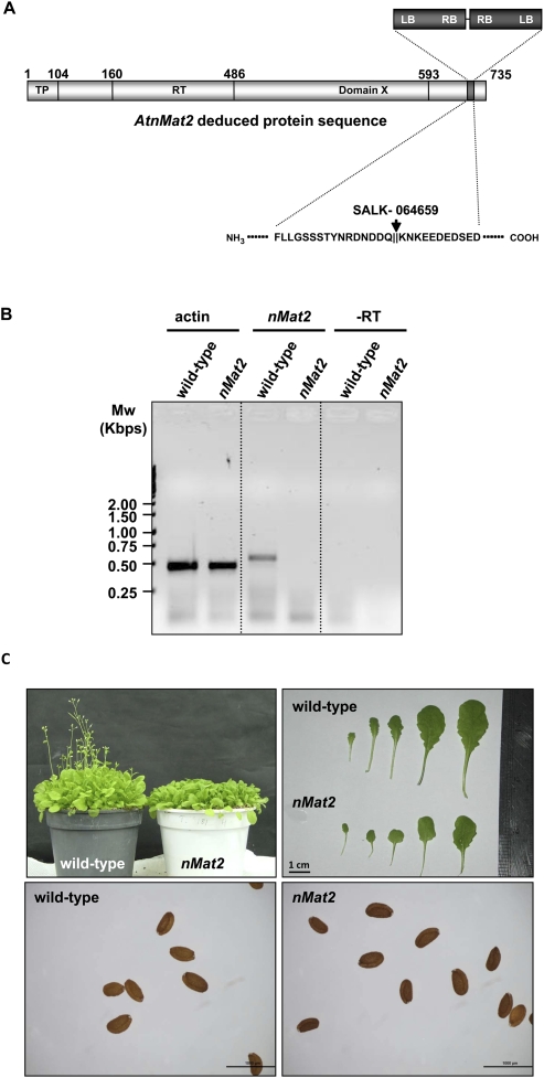 FIGURE 2.