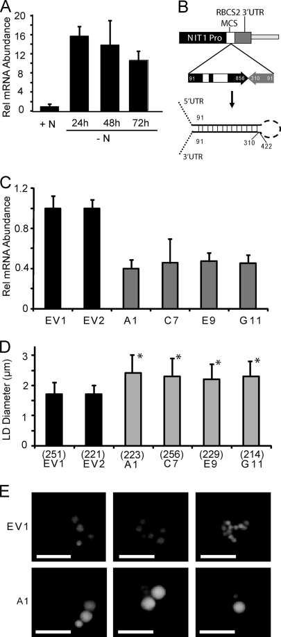 FIG. 4.