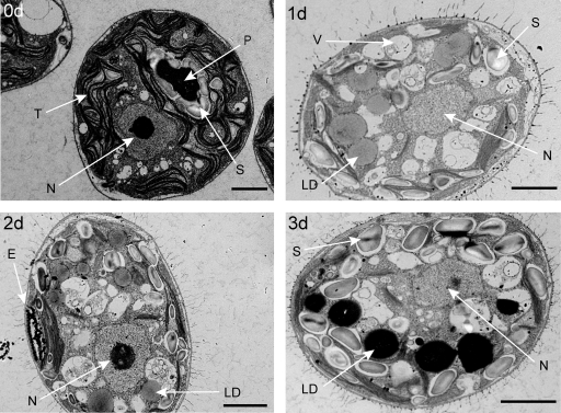 FIG. 2.