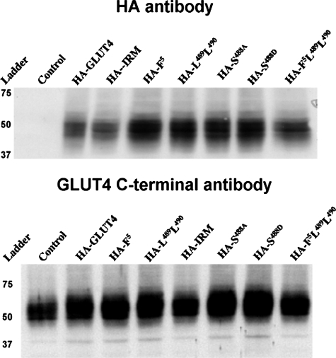 FIGURE 4.