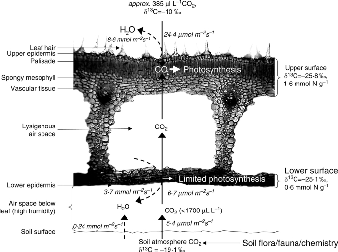 Fig. 7.