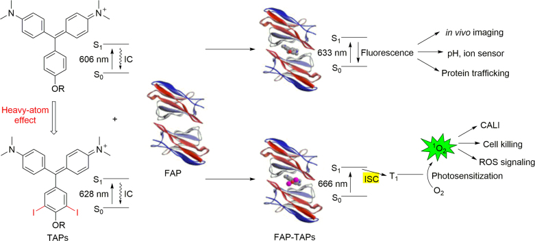 Fig. 12