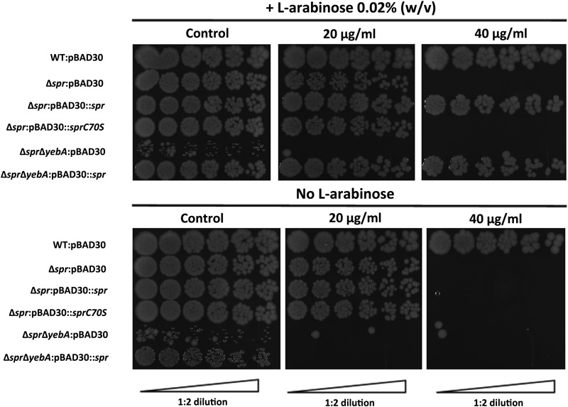 FIGURE 3