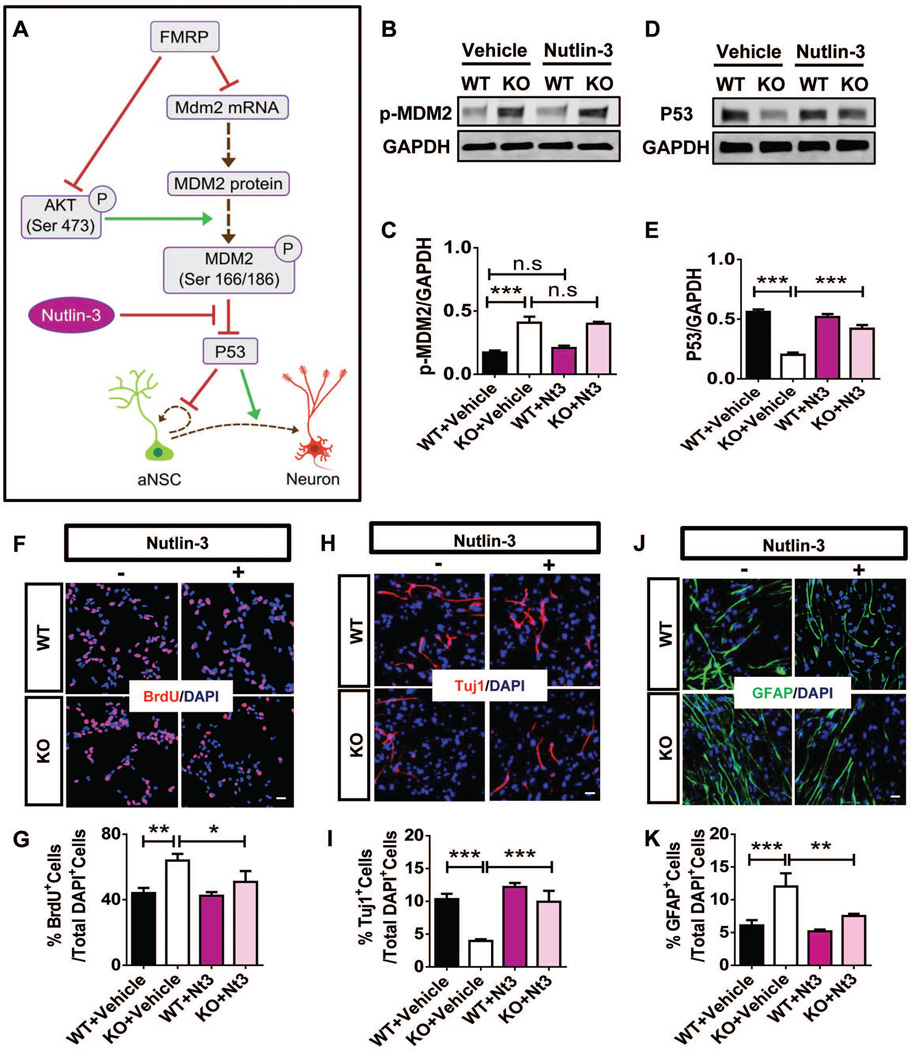 MDM2 Inhibition rescues neurogenic and cognitive deficits in fragile X ...