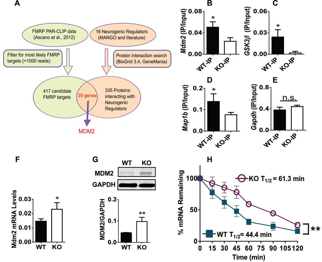 MDM2 Inhibition rescues neurogenic and cognitive deficits in fragile X ...