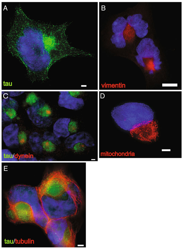 Fig. 2