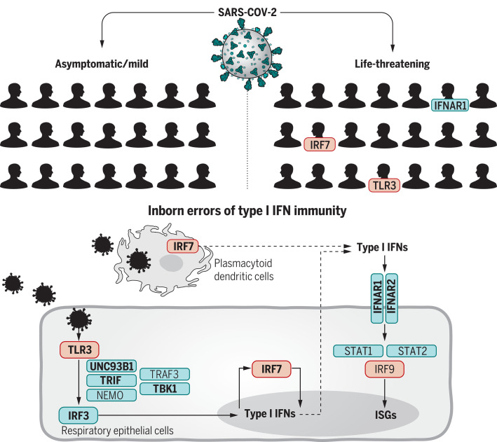 Inborn errors of TLR3- and IRF7-dependent type I IFN production and amplification underlie life-threatening COVID-19 pneumonia.