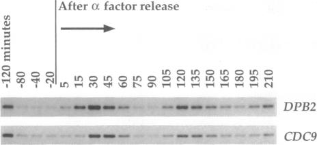 graphic file with name pnas01061-0051-a.jpg