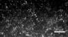 FIG.2.
