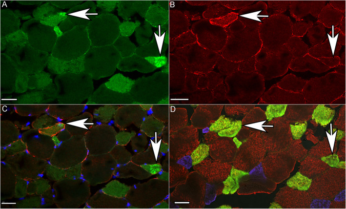 Fig. 4