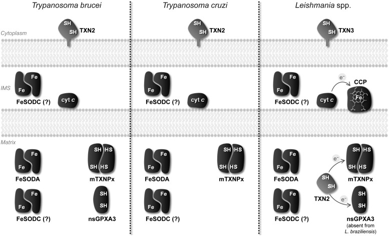 FIG. 5.