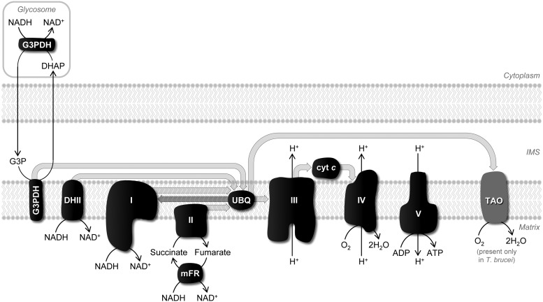 FIG. 3.