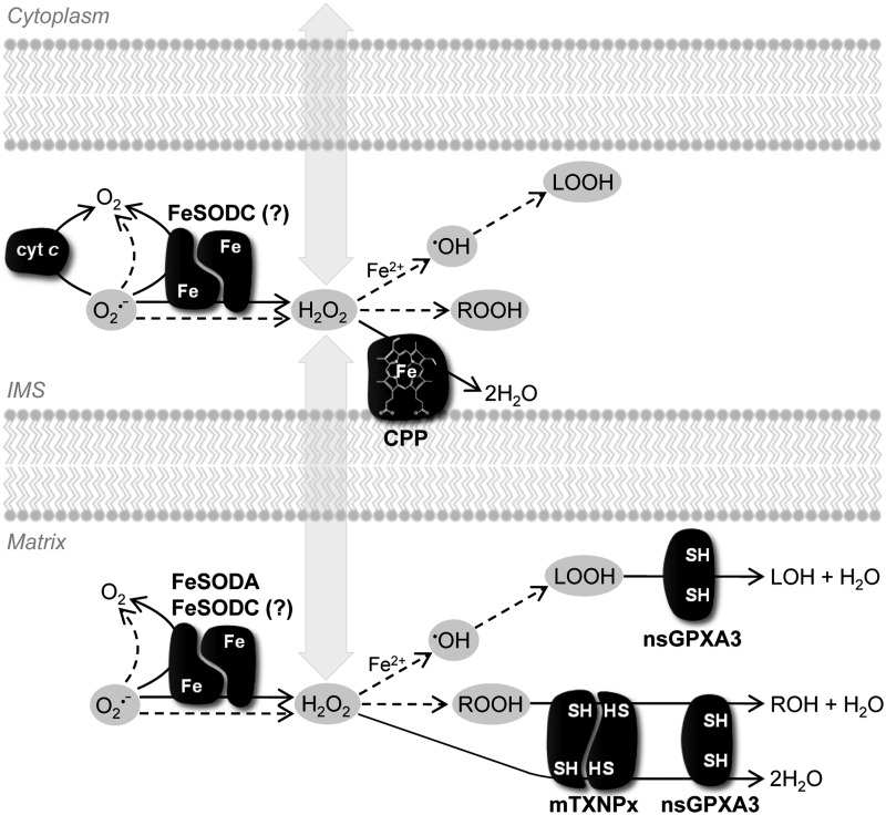 FIG. 4.