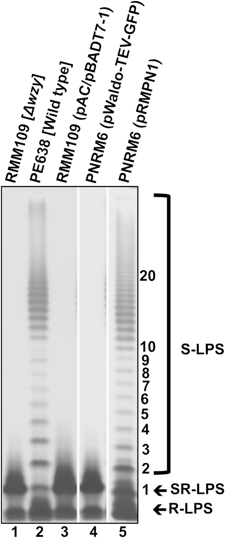 FIG 1