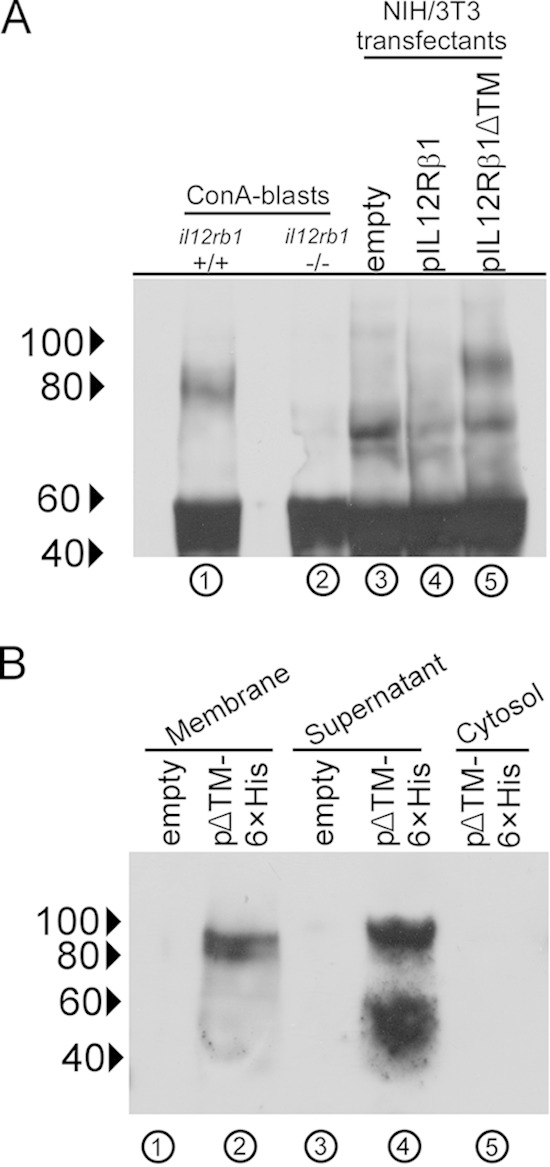 FIG 1