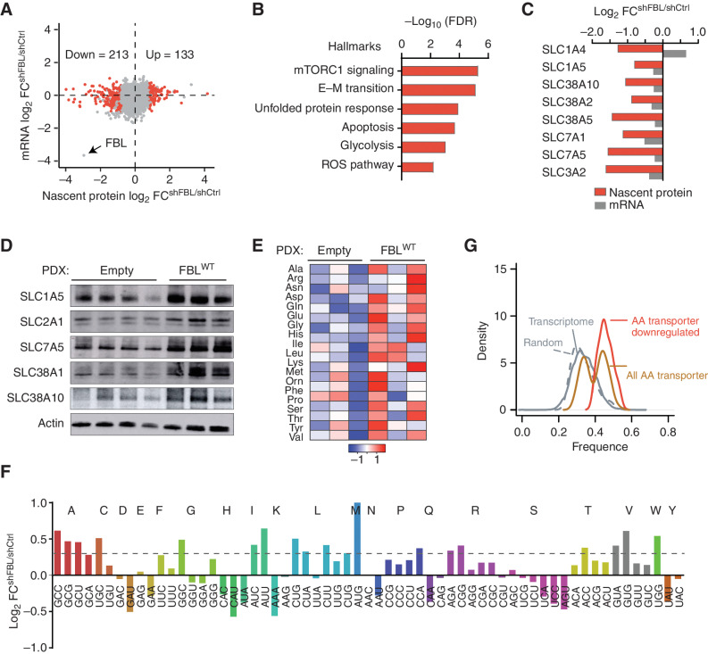 Figure 3. The ribomethylome regulates translation of amino acid transporters. A, Differentially translated proteins after FBL knockdown in Kasumi-1 AML cells. The difference in newly synthesized proteins (by nascent proteomics) was plotted against changes in mRNA (by mRNA-seq). The red dots highlight differentially translated proteins, defined by log2FC > 0.8 (adjust P < 0.05) on nascent protein without changes on the mRNA level. B, Gene ontology analysis of proteins less translated after FBL knockdown. C, Changes of amino acid transporters on nascent protein and mRNA level. Nascent proteins are shown in red, and mRNA expression in gray. D, Western blot showing protein levels of amino acid transporters in PDX cells transduced with empty vector or wild-type FBL. PDX cells were isolated from mice (n = 4 from the empty control group and n = 3 from the FBLWT group) described in Fig. 2H. E, Abundance of cellular amino acid in PDX cells isolated from n = 3 mice each group. F, Comparison of ribosome P-site occupancy on each codon between control and FBL knockdown Kasumi-1 cells. Codons for the same amino acid are shown in the same color. The dashed line indicates log2FC = 0.3. G, Distribution of codons with increased P-site ribosome occupancy in whole-transcriptome, 1,000 random selected transcripts, all amino acid transporter genes, and in amino acid transporter genes with decreased translation after FBL knockdown. The y-axis indicates the proportion of genes within a given range of codons.