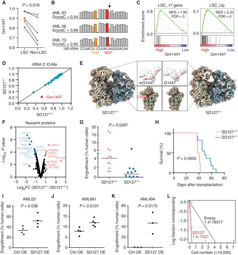 Figure 4. Gm1447 determines leukemia stem cell activity. A, Methylation levels on G1447 in 5 matched LSC and non-LSC fractions as described in Fig. 1G. Indicated P values by the Student paired t test. B, Variability of Gm1447 in primary AML samples. Shown are three patients with high, medium, and low Gm1447, respectively. G1447 is shown in red, and U1442 with constitutive full methylation in human AMLs is shown in yellow. The arrow indicates +1 position to G1447 that the calculation of the Gm1447 level (score C) is based on (see Methods). C, GSEA showing that samples with high Gm1447 are enriched for LSC genes. Samples were split into two equal groups at a median of Gm1447. D, Comparison of rRNA 2′-O-Me in SNORD127+/+ and SNORD127+/− Kasumi-1 cells. E, Cryo-EM maps of 80S ribosome from SNORD127+/+ and SNORD127+/− Kasumi-1 cells. Highlighted are the 2′-O-Me density at G1447 and the decoding center of the 40S ribosomal subunit. The arrow indicates a density bump of 2′-O-Me on G1447 in SNORD127+/+ cells. F, Nascent proteomics from SNORD127+/+ and SNORD127+/− Kasumi-1 cells. Decreased nascent proteins in SNORD127+/− cells are labeled in blue, and increased nascent proteins are in red. G, Engraftment of SNORD127+/+ and SNORD127+/− OCI-AML2 cells in NSG mice (percentages of leukemic cells among bone marrow cells; each dot represents one mouse; n = 12 mice for SNORD127+/+ group, and n = 10 mice for SNORD127+/−). Two different single clones per group were used for transplantation. Short horizontal line indicates the mean; P values are indicated by Student unpaired t test. H, Survival of mice transplanted with SNORD127+/+ and SNORD127± OCI-AML2 cells. n = 12 mice for control group and n = 10 mice for SNORD127+/−. Indicated P value by log-rank test. I–K, Engraftment of primary AML cells AML03 (I), AML661 (J), and AML494 (K) transduced with empty vector or SNORD127. Each dot represents the bone marrow engraftment in one mouse. Short horizontal line indicates mean; P values are indicated by Student unpaired t test. L, Absolute LSC frequency in primary AML494 cells overexpressing empty vector or SNORD127 estimated by in vivo limiting dilution assay. P = 0.0015, Chi-square test.