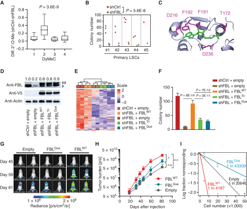 Figure 2. The ribomethylome regulates AML stemness. A, Changes in 2′-O-Me on each dynamic cluster after FBL knockdown in Kasumi-1 AML cells. n = 4 independent experiments. Indicated P value by an unpaired Student t test. B, Colony number formed by control (shCtrl) and FBL knockdown (shFBL) LSC populations. For FBL knockdown, a pool of two different FBL-specific shRNAs was used. Indicated P value by an unpaired Student t test. C, Catalytic center of human FBL protein. Amino acid residues highlighted in purple are substrate binding sites. The substrate S-adenosyl-L-homocysteine (SAH) is highlighted in green. The structure is from PDB 5GIO. D, Western blot showing expression of V5-tagged exogenous wild-type and mutant FBL in FBL knockdown Kasumi-1 cells. Numbers on top indicate the relative expression level of total FBL compared with that in control cells. ##V5-tagged exogenous FBL; #endogenous FBL. E, Unsupervised clustering analysis of rRNA 2′-O-Me in FBL knockdown and rescued cells. The wild-type but not mutant FBL restored rRNA 2′-O-methylation. F, Colony formation assay showing the rescue effect of wild-type and mutant FBL. Mean ± SD from n = 9 cultures from three experiments per group is given, and statistical significance was assessed by Student unpaired t test. G, Representative bioluminescence imaging of NSG mice transplanted with AML PDX cells overexpressing empty control, mutant (FBLQua) and wild-type FBL. Images were taken at the indicated time points after transplantation. H, Summary of in vivo proliferation of PDX cells determined by bioluminescence imaging. Note that the signal from FBLWT mice was approaching saturation at day 81. n = 4 for empty control, n = 5 for FBLQua, n = 3 for FBLWT, ***, P = 0.001; *, P = 0.023; n.s., no significance, Student unpaired t test. I, Absolute LSC frequency in the bone marrow of each PDX estimated by in vivo limiting dilution assay. P = 0.0189, FBLWT vs. empty; P = 0.0006, FBLWT vs. FBLQua, Chi-square test.