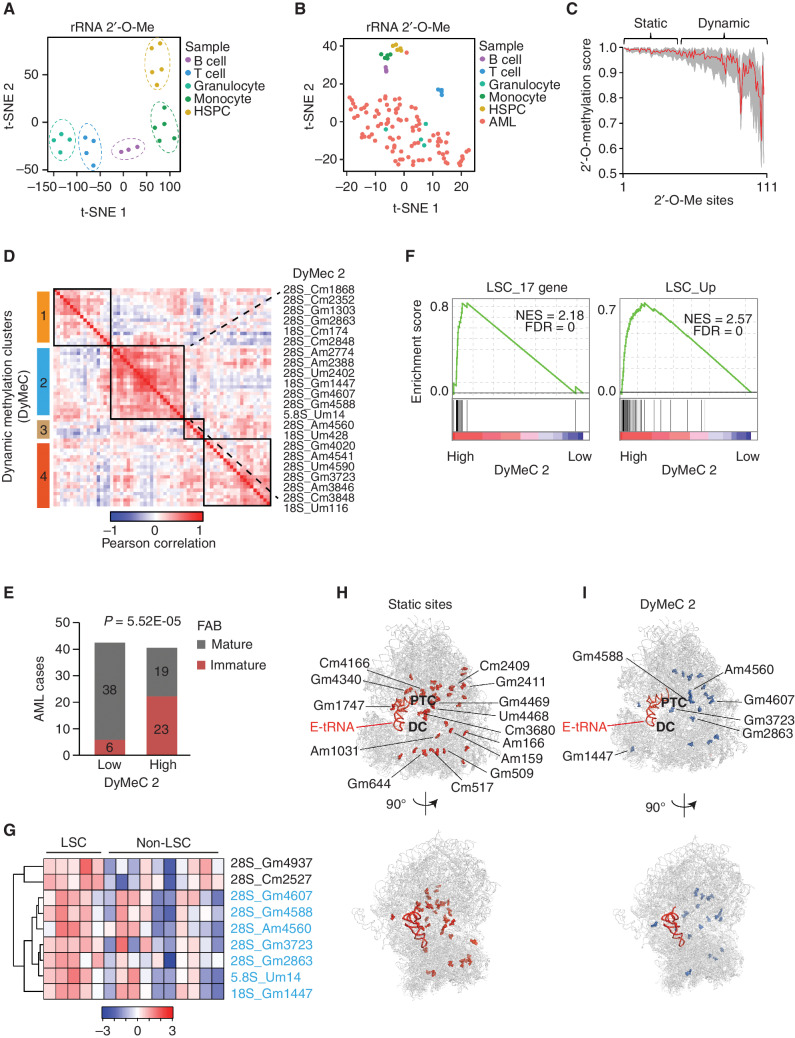 Figure 1. The dynamic rRNA 2′-O-methylation is associated with AML stemness. A, t-SNE analysis indicating cell type–specific rRNA 2′-O-methylation in normal human hematopoietic cells. HSPC, hematopoietic stem and progenitor cells. B, t-SNE analysis indicating distinct and heterogeneous rRNA 2′-O-methylation of human primary AMLs (n = 94). C, Variability of 2′-O-Me on each rRNA modification site across human AMLs. The 111 modification sites were ranked according to their 2′-O-Me diversity in AMLs. The Red line shows the average 2′-O-Me level of each site in AMLs, and gray indicates the range of 2′-O-Me. D, Unsupervised hierarchical clustering of pairwise correlation between rRNA dynamic sites based on 2′-O-Me in 94 patients with AML. Each column lists the correlation of one site (in row) with all dynamic sites. Four dynamic clusters (DyMeC, black boxes) with co-occurrence in 2′-O-methylation were identified. rRNA sites in DyMeC 2 are labeled. E, Number of AML cases with maturation classification in groups with low and high 2′-O-Me on DyMeC cluster 2. Immature, FAB M0 and M1 subtype; mature, FAB M2 to M6. P = 5.52E−04, Chi-square test. Patients with no FAB subtype information were not included in each group. F, GSEA plot showing enrichment of LSC gene signatures in patients with AML with higher total 2′-O-Me on DyMeC 2. G, Heat map of 2′-O-Me clusters with increased modification in LSC, supervised by cell types. Samples are in columns; 2′-O-Me sites are in rows. Blue indicates DyMeC 2 sites. H and I, Distribution of static (H) sites and the dynamic DyMeC 2 (I) on cryo-EM structure of the human ribosome. Labeled in H are sites located in ribosome-conserved function centers, and in I are LSC sites. E-site tRNA is shown in red; rRNA and r-proteins in gray. PDB code for the structure is 4UGO. Modification sites from 4UGO are reannotated to the rRNA sequence used for RiboMethSeq. DC, decoding center; PTC, peptidyl transferase center.