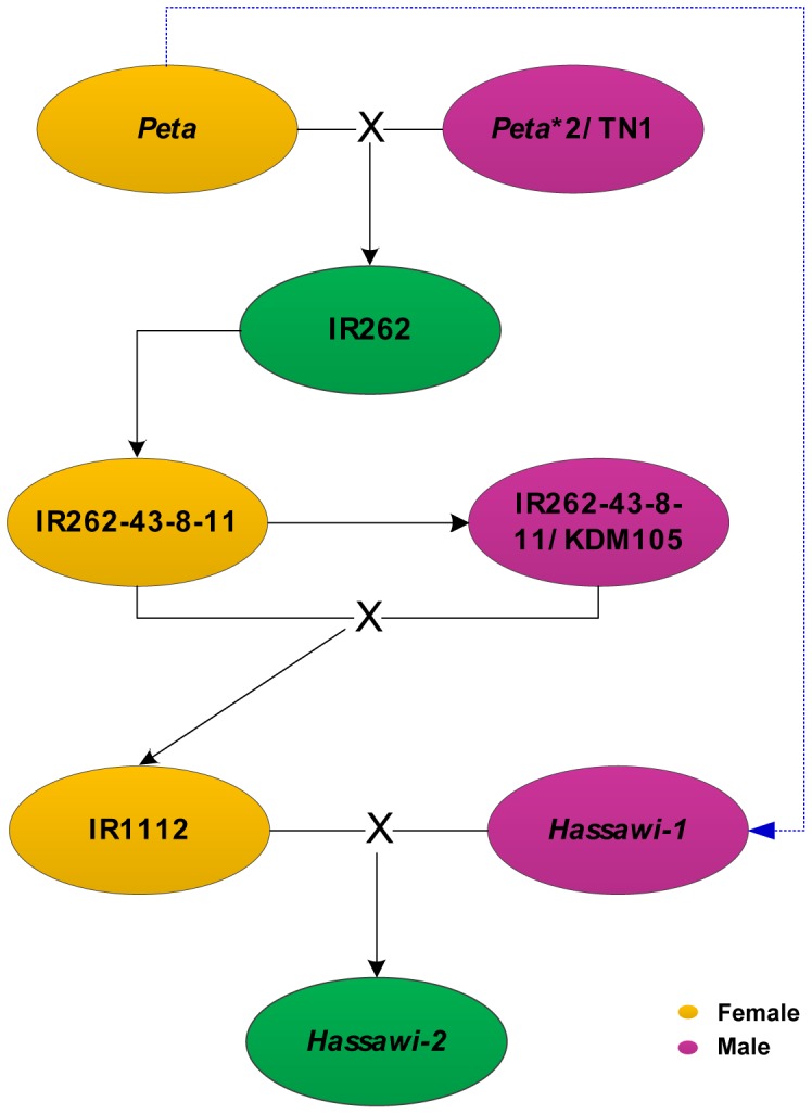 Figure 7