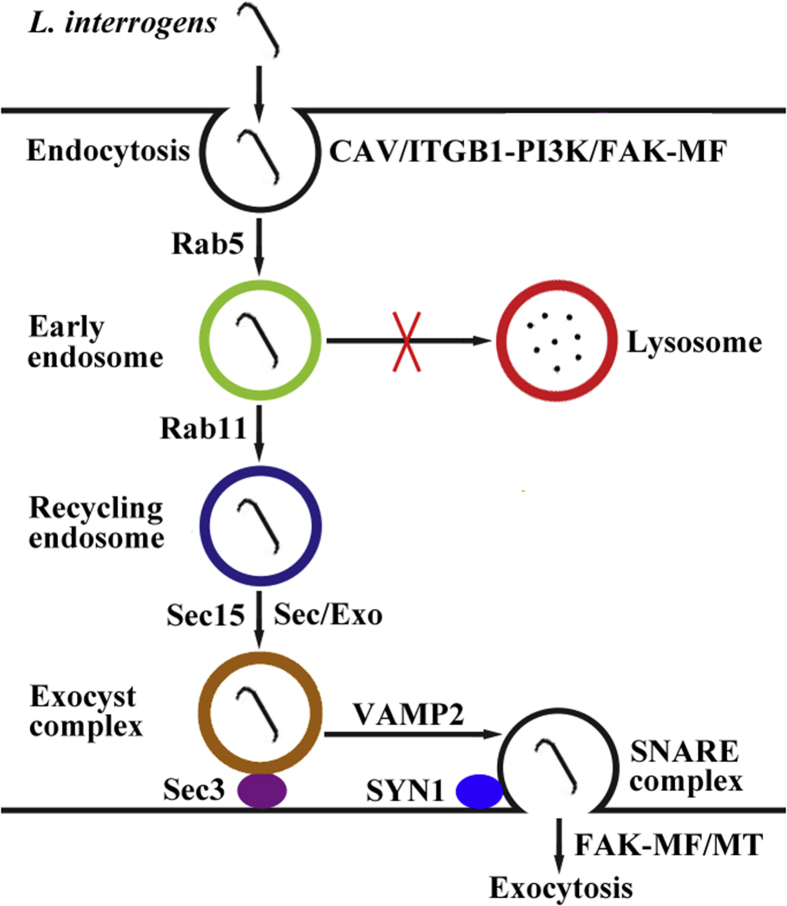 Fig. 3