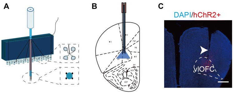 Fig. 3