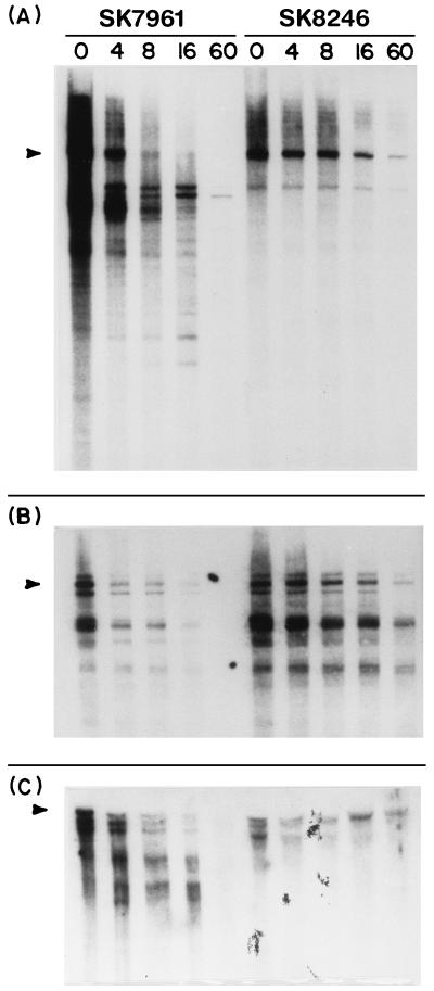 FIG. 5