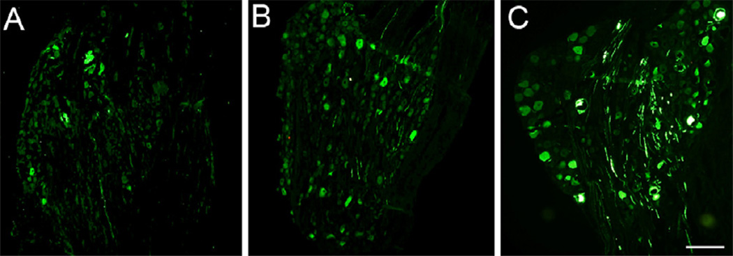 Fig. 10