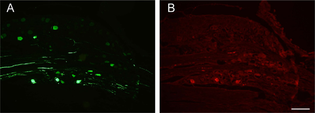 Fig. 9