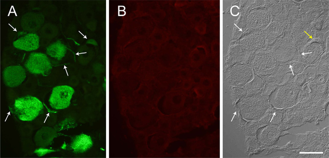 Fig. 6