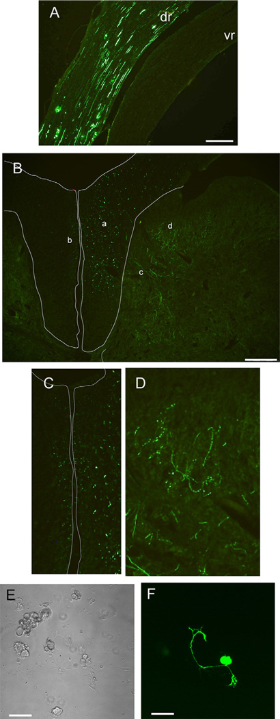 Fig. 12