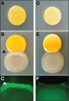 FIG 2