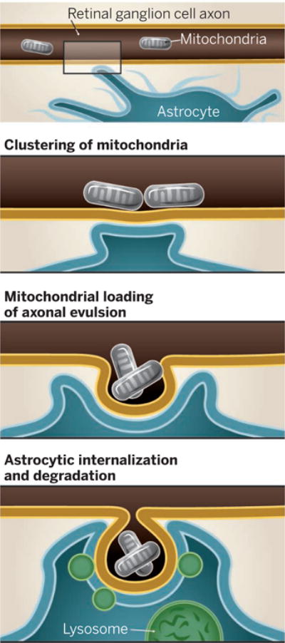 Transmitophagy