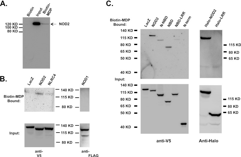 FIGURE 5.