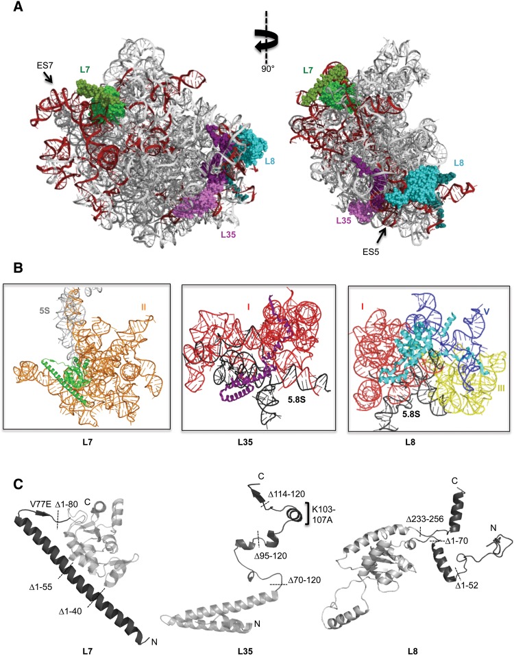 FIGURE 1.