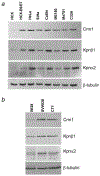 Figure 2 –