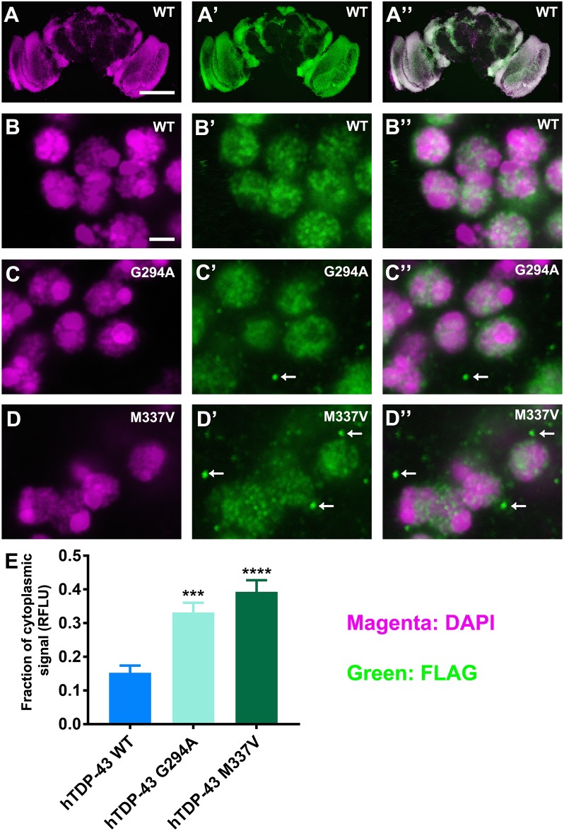 Fig 4