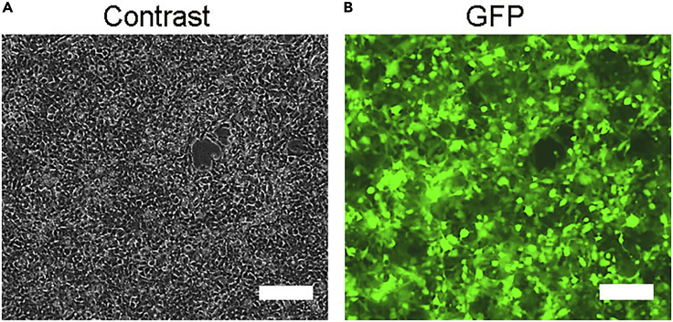 Figure 3