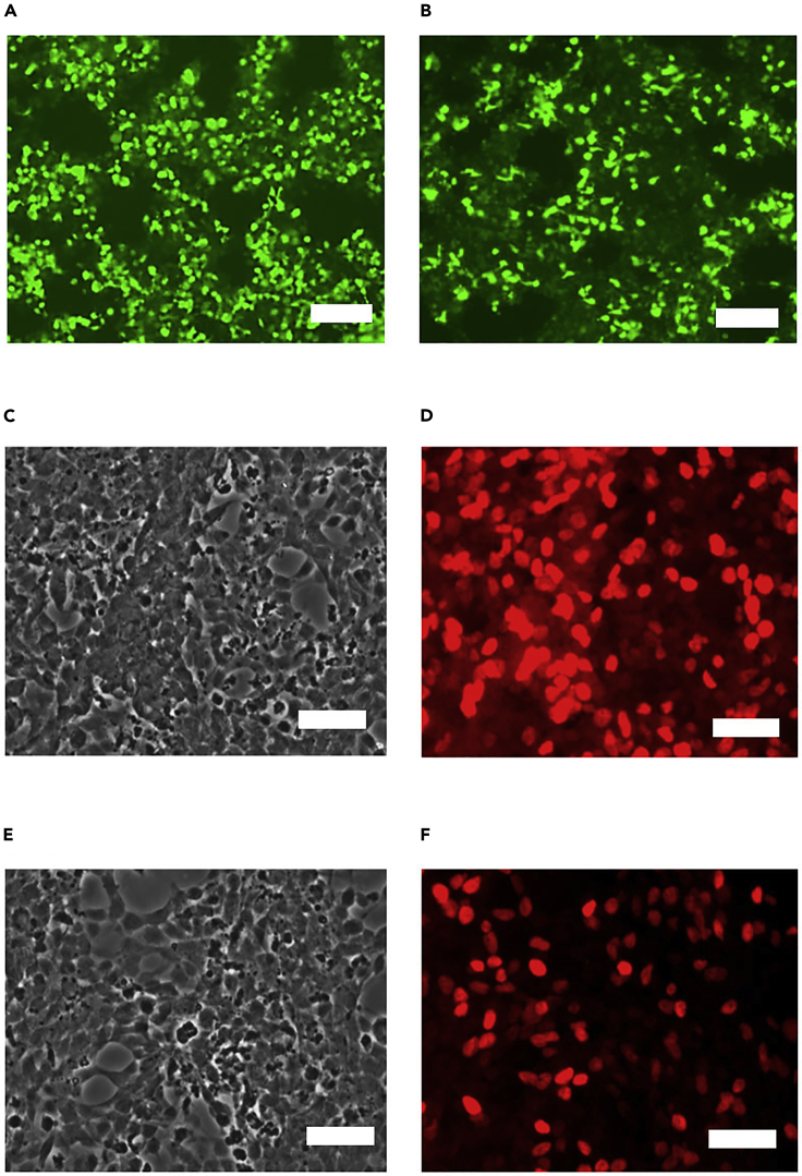 Figure 4