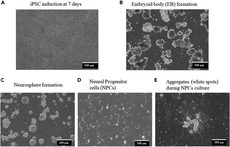 Figure 2